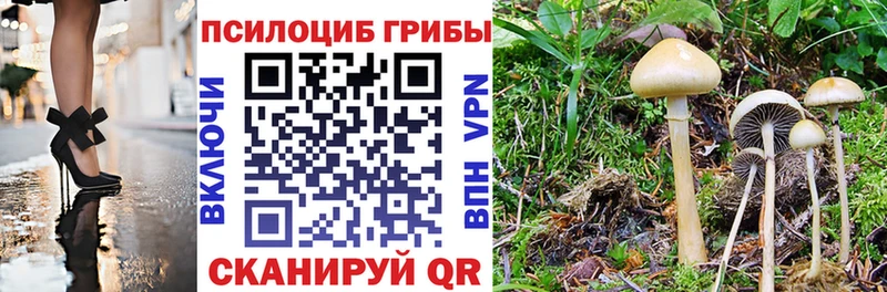 где купить наркоту  Майский  МЕГА ССЫЛКА  Псилоцибиновые грибы Psilocybine cubensis 